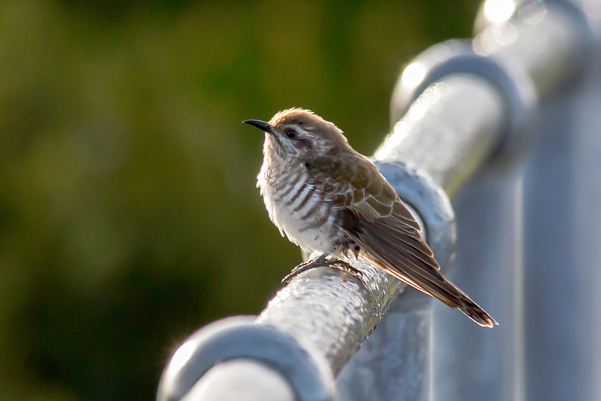 Horsfield's Bronze-Cuckoo (Chalcites basalis)