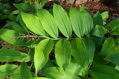 Maianthemum racemosum