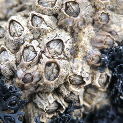 Collemopsidium sublitorale