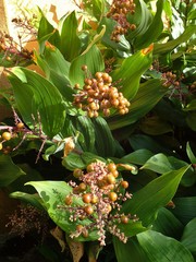 Maianthemum racemosum