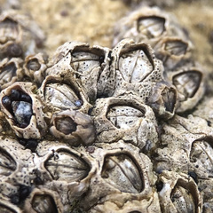 Collemopsidium sublitorale