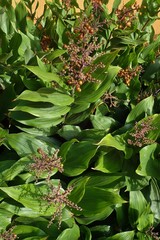 Maianthemum racemosum