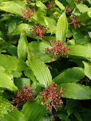 Maianthemum racemosum