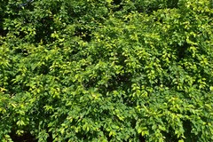 Malus baccata baccata