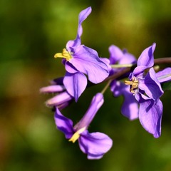 Orychophragmus violaceus