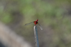 Crocothemis servilia mariannae