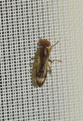 Opomyzoidea