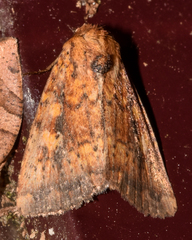 Perigea xanthioides