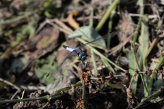 Orthetrum albistylum