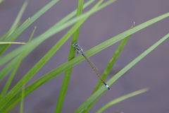 Ischnura senegalensis