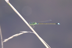 Ischnura senegalensis
