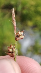 Carex globularis