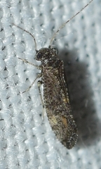 Myopsocus eatoni