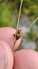 Carex globularis