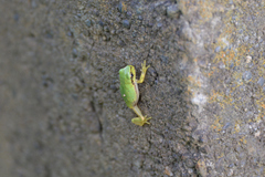 Hyla japonica