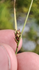 Carex globularis