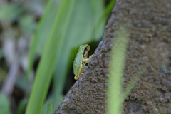Hyla japonica