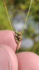 Carex globularis