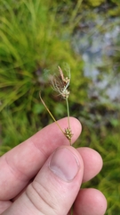 Carex globularis