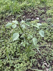 Physalis neomexicana