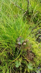 Carex globularis