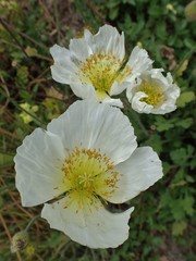 Papaver amurense