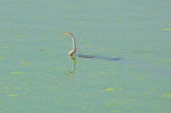 Anhinga melanogaster