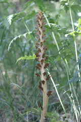 Orobanche bartlingii