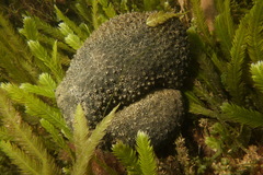 Polyclinum marsupiale