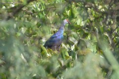 Porphyrio poliocephalus