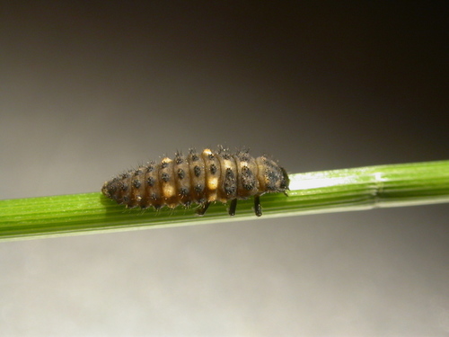 Hieroglyphic Lady Beetle, photo 2 of 8