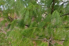 Pinus armandi