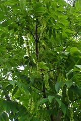 Pterocarya macroptera