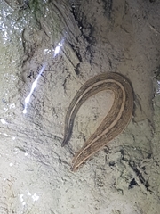 Whitmania pigra