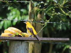 Icterus nigrogularis nigrogularis