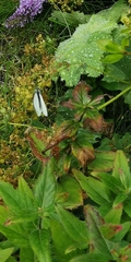 Pieris napi