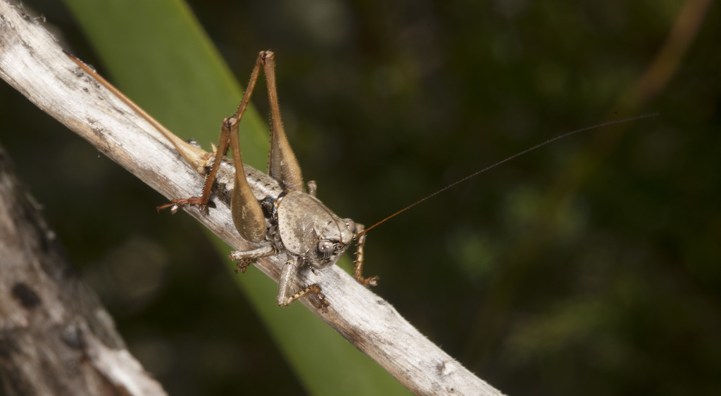 Dexerra vigescens