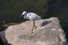 Egretta garzetta