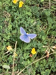 Polyommatus icarus