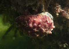 Polyclinum marsupiale