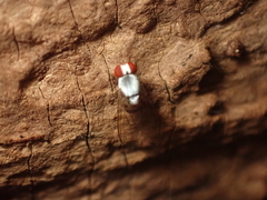 Leucophenga maculata