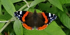 Vanessa atalanta