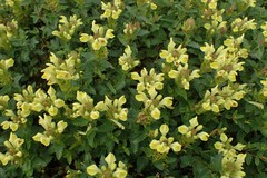 Scutellaria oreophila