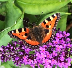 Aglais urticae