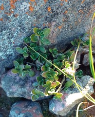 Blepharis integrifolia