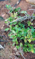 Blepharis integrifolia
