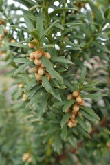 Taxus baccata