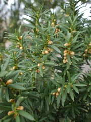 Taxus baccata