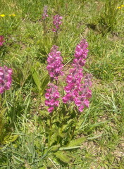 Pedicularis rostratospicata