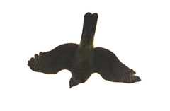 Accipiter virgatus